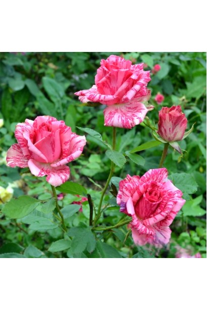 Кущ троянди чайно-гібридної Pink Intuition у саду